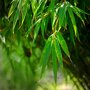 Fargesia 'Rufa'